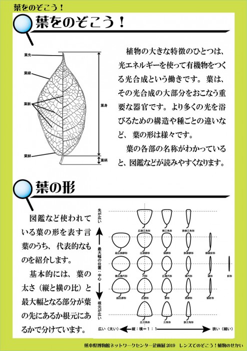 企画展 レンズでのぞこう 植物のせかい ４ 葉をのぞこう 熊本県博物館ネットワークセンター