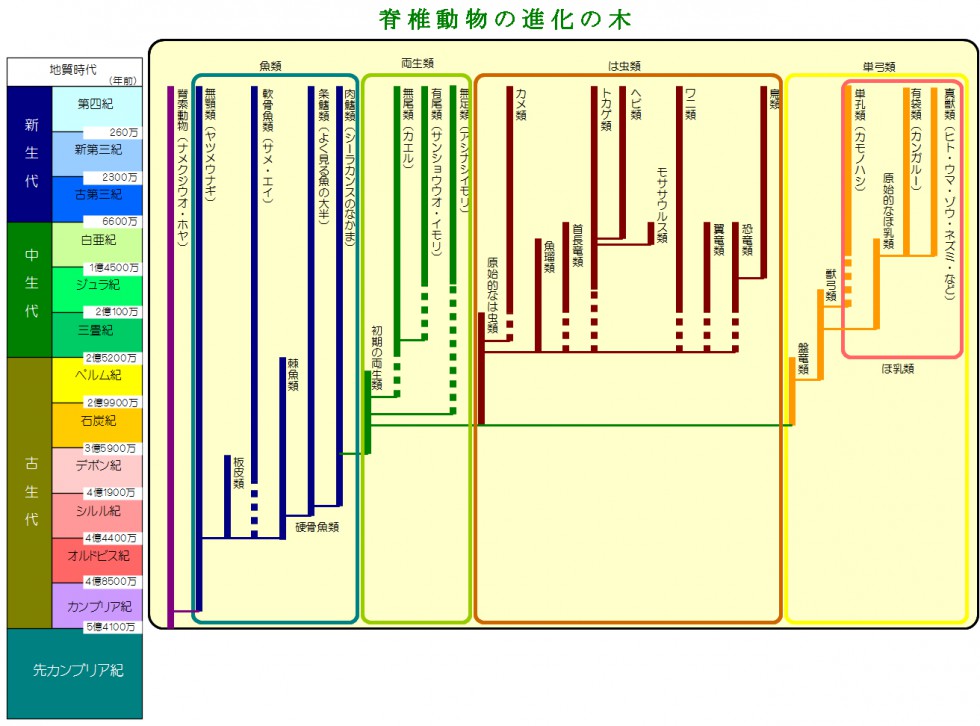脊椎動物の進化 | 熊本県博物館ネットワークセンター