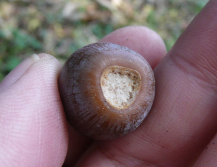 果実の根元が深くくぼんでいる様子。この、尻が深くくぼんでいる特徴からシリブカガシの和名がついたといわれている。