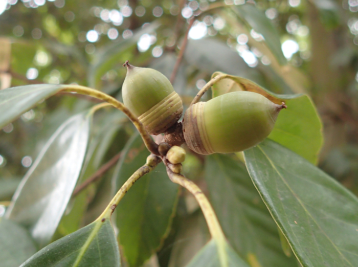 アラカシの若い果実の写真。果実は卵型で基部には半円形の殻斗がある。殻斗の縞模様であり、果実が未熟で緑色をしている。