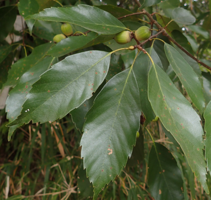 アラカシの葉と若い果実の写真。葉は卵型で中央部から先端にかけて鋸歯がある。光沢があるため光を反射している。