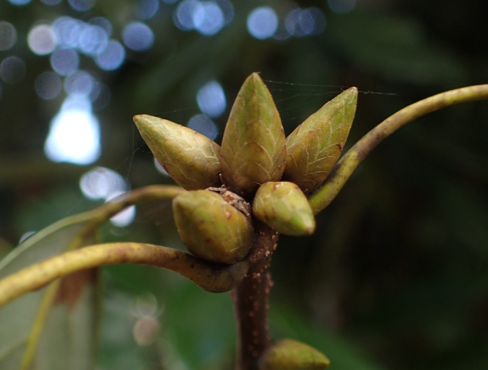 アラカシの冬芽を写した写真。冬芽は卵型で規則正しく並んだ多数の芽鱗(小さな葉)に包まれている。