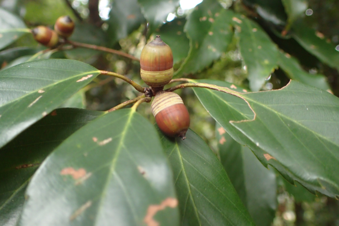 アラカシの熟し始めた果実の写真。若いころの緑色から、徐々に茶色に変わってきている様子を撮影したもの。