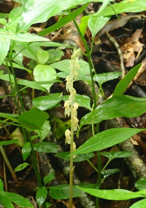 雨天時のタシロランの開花の様子。花序はまっすぐ上にのび、花は下向きに咲いている。