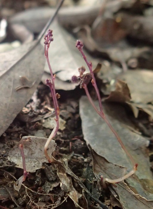 ホンゴウソウの生育の様子。画面には3本生えている。茎は紫色をしており、枝分かれした先に小さな花序がついている。
