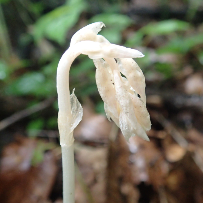 タシロランの開花の様子）。多数の花がついている部分（花序）はまだ短く、下向きに垂れている。花序の根元には、小さく透明な葉がついている。