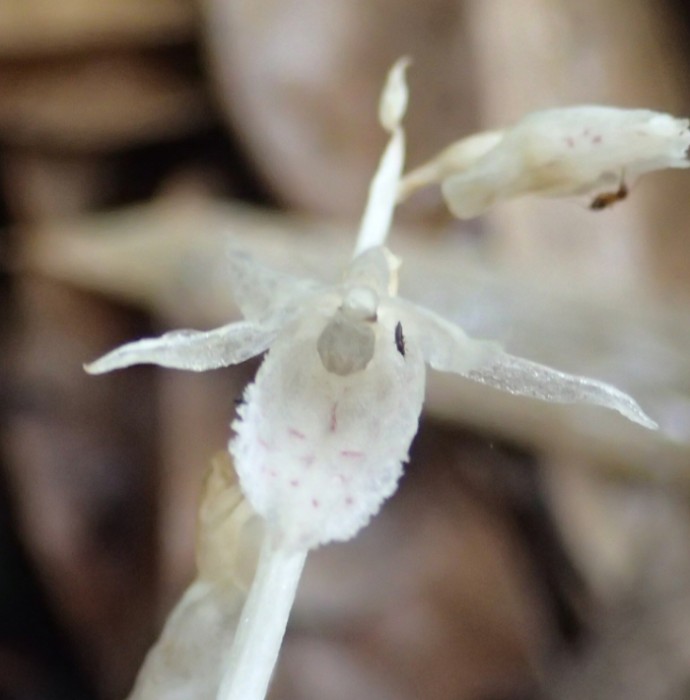 タシロランの花を正面から撮影した画像。唇弁（下にでるおきめの花弁）には小さな紫色の斑紋がある。