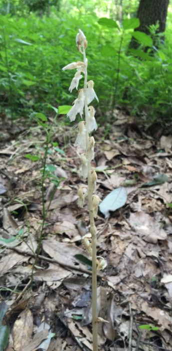 タシロランの生育の様子。全身白色。一本の茎が２０～３０センチほど伸び、その上部半分ほどに１０数個の花が並んでついている。花も白色