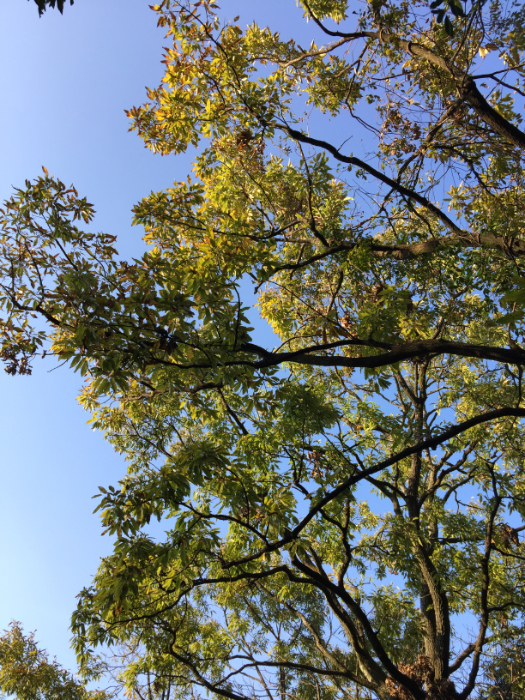 黄色に黄葉し始めたクヌギの木。落葉広葉樹であり、秋には紅葉し、その後葉は落ちてしまう。