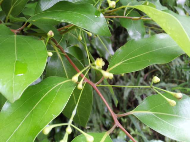 ヤブニッケイの開花の様子の写真。ピントがずれているため、ぶれた写真になっている。