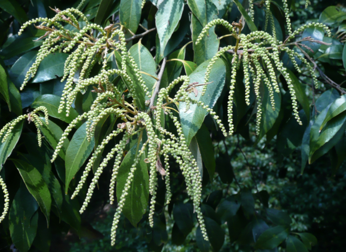ツブラジイの花の写真。雄花序と雌花序がある。写真では細長く伸びて斜めに垂れ下がる雄花序が写っている。