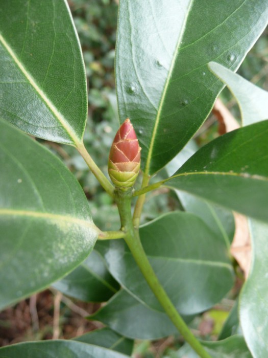 卵型で大きなタブノキの芽。