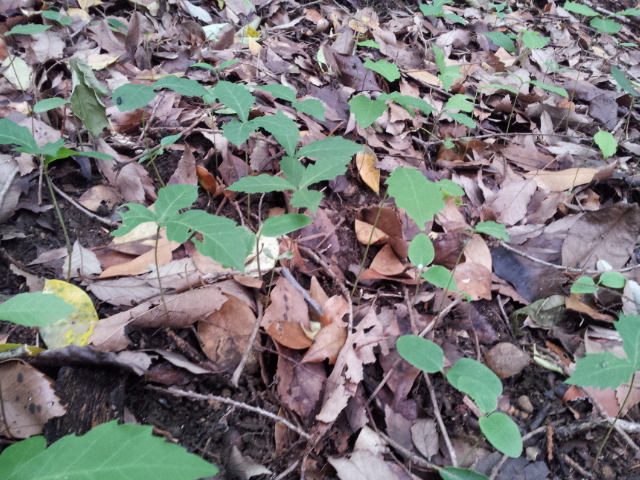 コナラのドングリが目を出した様子。子葉（ふたば）は種子（ドングリ）の中に残っており、本葉が展開している。