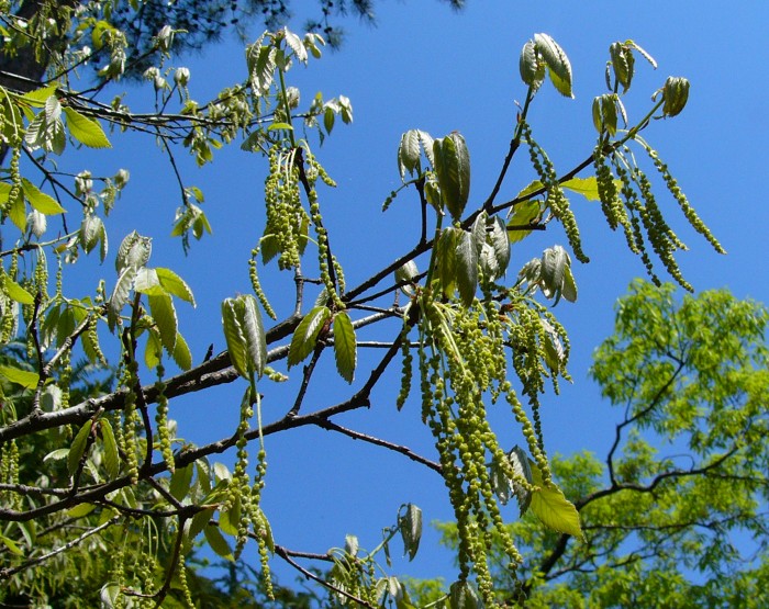 コナラの花。雄花が集まった雄花序と雌花が集まった雌花がある。ひも状に垂れ下がっているのは雄花序。