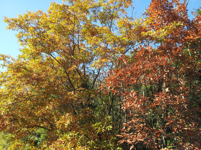 コナラの紅葉。