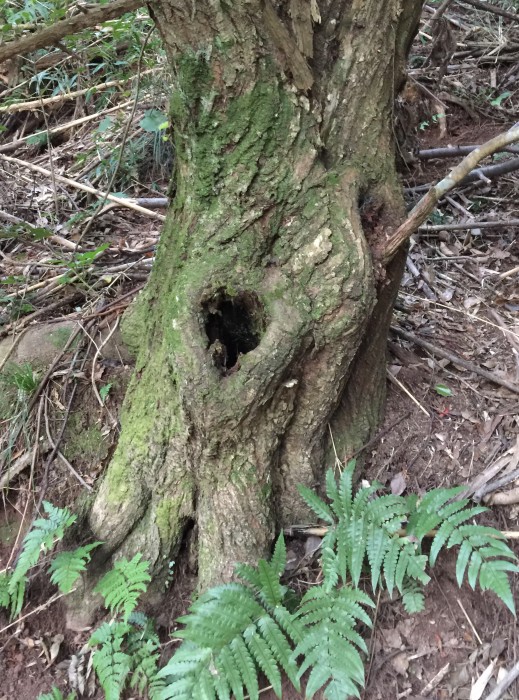 太い栗の木の根元の写真。大きなうろ(穴)が開いている。