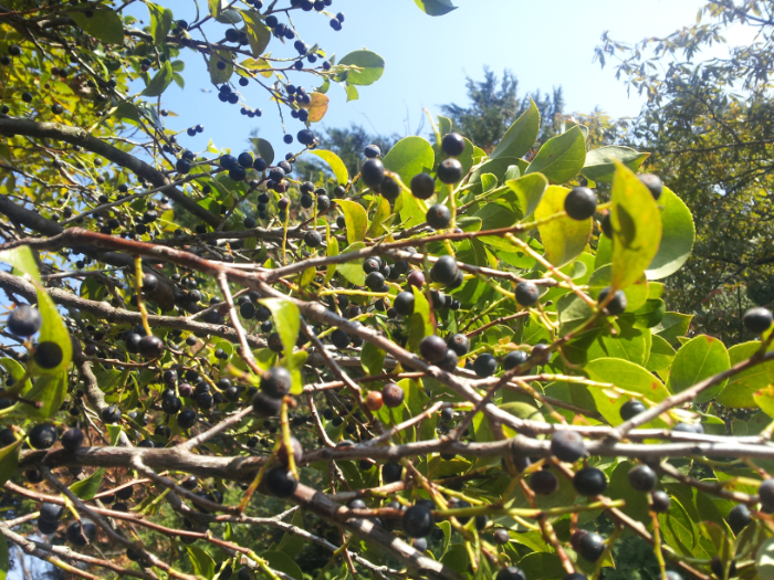 シャシャンボが枝に実っている様子。形、色ともにブルーベリーにそっくりだが、直径は５ｍｍくらいでちいさい。