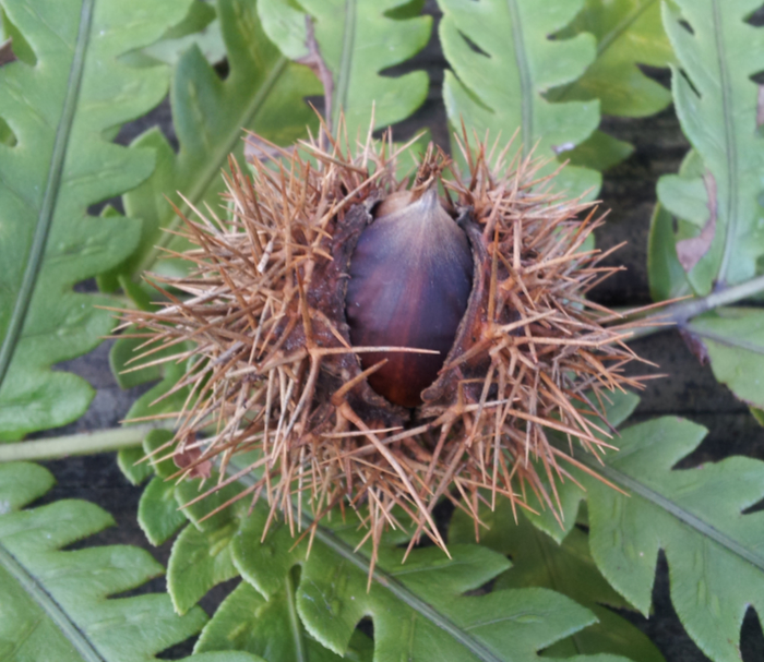 クリの果実の写真。いがに包まれている。栽培のクリにくらべて小さく、中に入っている果実の数も1個か2個で少ないことが多い。