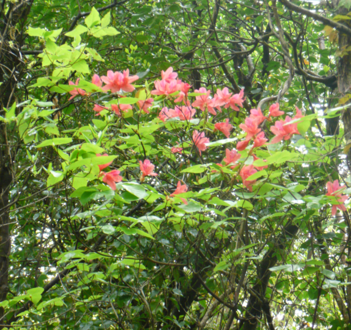 開花しているオンツツジの様子。細く枝分かれした幹があり、枝先に2~3花づつ開花する。