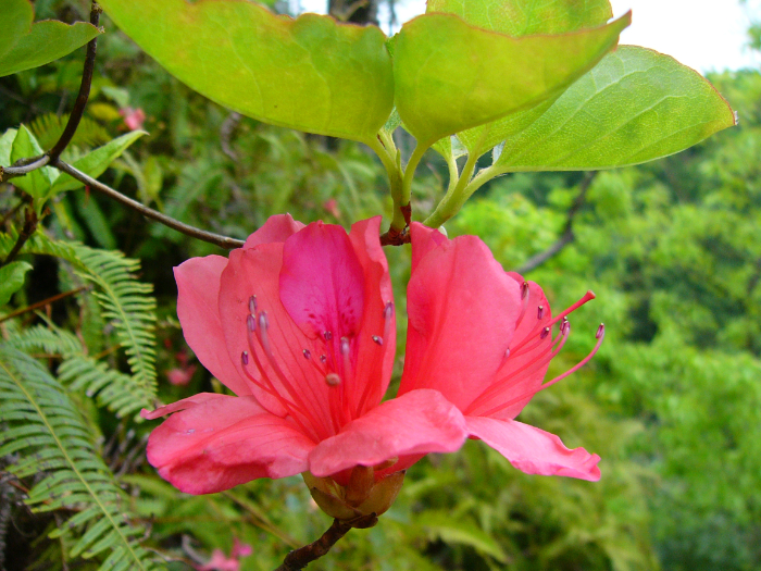 枝先に花が二つ咲いている状態。花の中心部におしべとめしべがある。