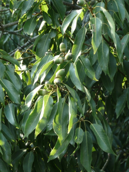 果実がなっているシラカシの様子。写真の果実(どんぐり)はまだ熟しておらず緑色をしている。