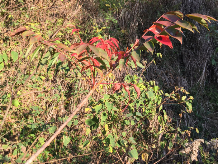 ハゼノキは落葉広葉樹で秋に赤く色づき、冬には葉を落とす。写真は秋に赤く黄葉した様子を写したもの。