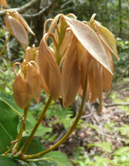 シロダモの新芽の様子。シロダモの若い葉の表面には、光沢のある絹毛が密に生えているため、光を反射し、金色に輝いて見える。