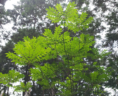 森林の木が倒れてできた陽だまりに急速に成長した幼木の様子。