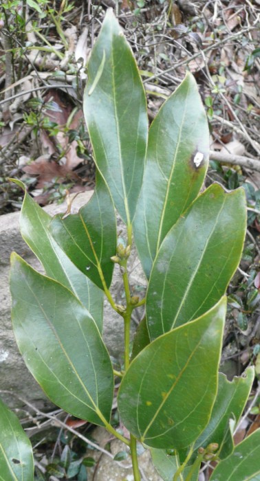 ヤブニッケイの葉の写真。葉は細長い倒卵形で、葉の根元付近で3本に分かれた葉脈がよく目立つ。