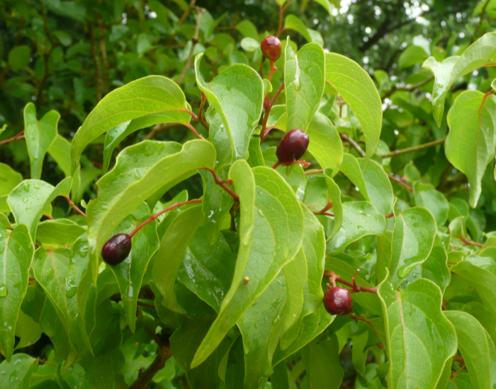 ボロボロノキの果実が実っている様子の写真。細長い枝がのび、その先端に赤紫色の楕円形の果実がついている。生い茂った葉の間から果実がちょっと飛び出しているように見える。