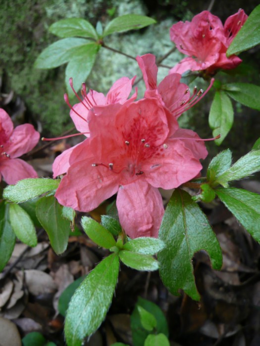 漏斗型の花冠は先が5つに分かれる。花冠上側の内面には濃い朱色の斑点がある。おしべは5本。
