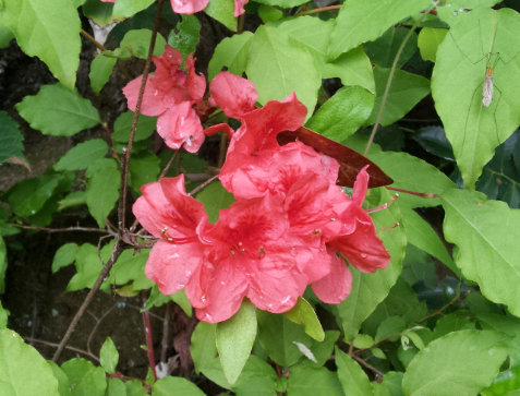 ヤマツツジの花。花は小ぶりで、花冠の上部の内側には濃い朱色の斑点がある。おしべは５本。