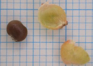 ヌルデの果実から種子を取り出した場面の写真。1つの果実に1つの種子が入っている。