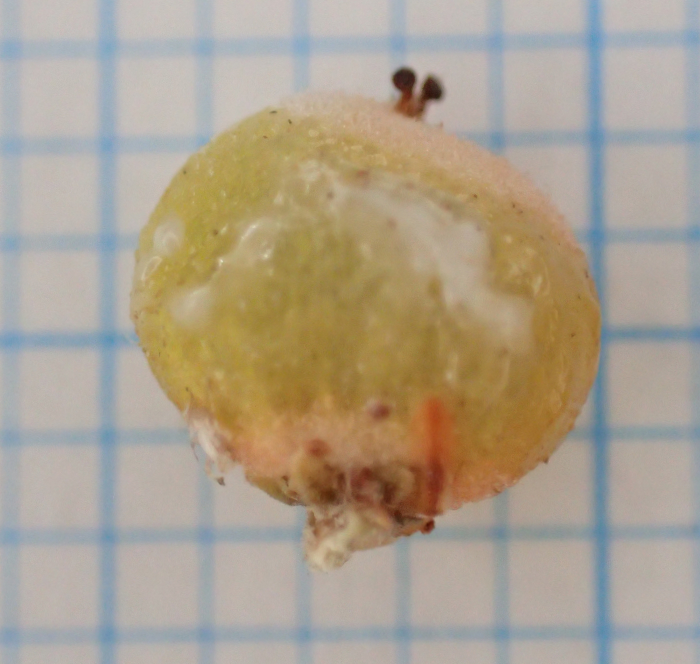 ヌルデの果実の写真。少し赤みが刺した黄色で、ゆがんだ楕円形をしている。