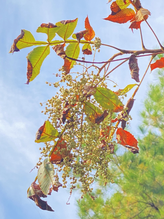 ヌルデの結実期の写真。小さな楕円形の果実が多数実り、花の時期は上を向いていた円錐形の花序は、果実期になって垂れ下がっている。