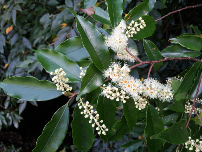 リンボクの花(2013年9月21日 熊本市にて撮影)10cm弱の枝に多数の花が穂状につく。おしべが多数で5枚ある花びらよりも長く、よく目立つ。