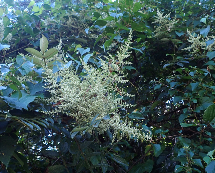 ヌルデの開花の様子の写真。小さな花が多数集まって円錐型の大きな花序を作っている。
