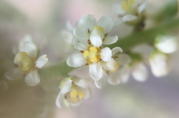 ヌルデの雌花。白い5枚の花弁、茶色い粒のようにみえる退化雄蕊、中央には先が3つに分かれた黄色い雄蕊がある。。