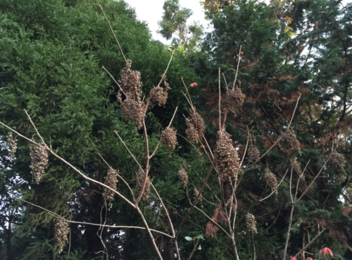 ヤマハゼの果実が実る様子の写真。果実は冬になって葉が落ちてしまっても枝に残っていることが多い。