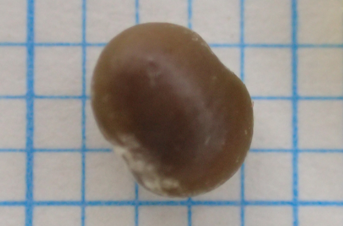 ヌルデの種子の写真。茶色で楕円形、表面に目立った模様はなく、やや光沢がある。