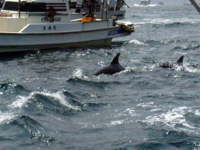 早崎海峡のイルカのイメージ