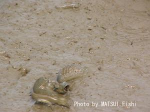 菊池川の干潟の生き物のイメージ1