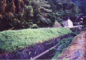 日平川のゲンジボタルとヘイケボタルのイメージ2